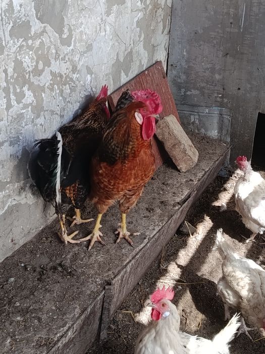 Продам молодых петухов.