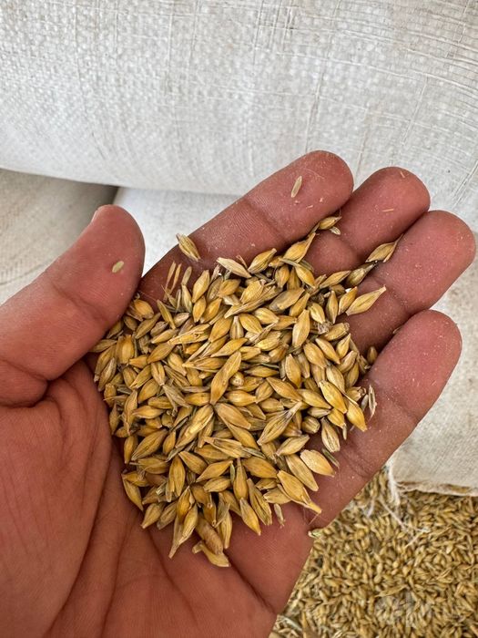 Mesniy arpa  
Qupqurug 
Narx 3.700
100tonna bor
Qoplangan