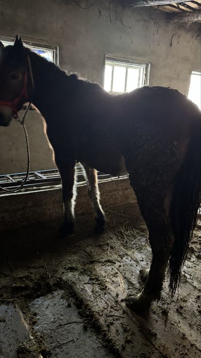 Кунан байланган семыз