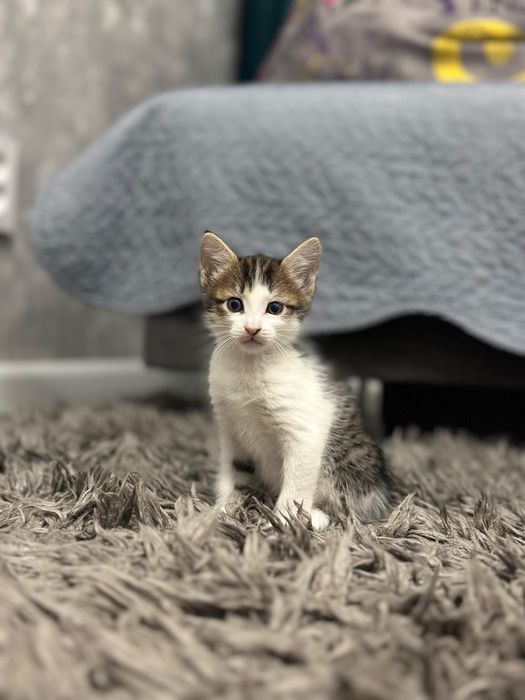 Котенок в добрые руки