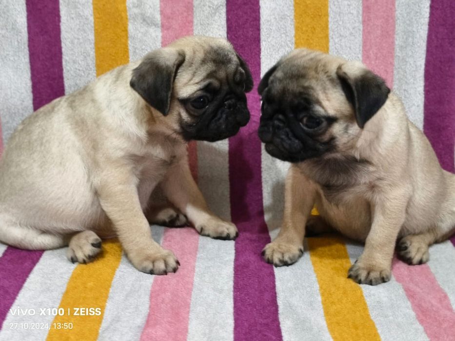 Очаровательные щенки Мопса.