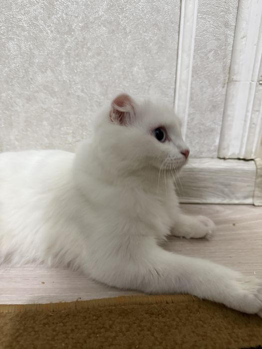Шотландық бүктелген құлақты -Scottish fold