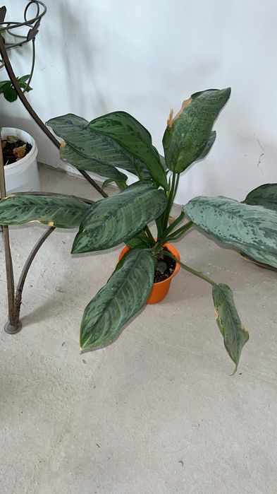 Продаю срочно комнатные