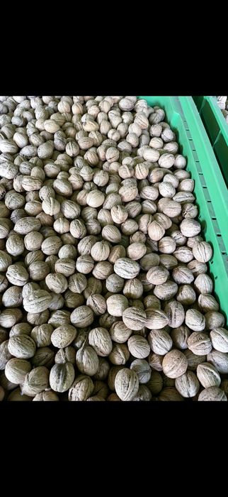 Nuci in coaja cerificate ecologic