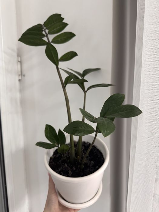 Комнатные растения