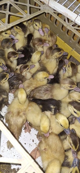 boboci rata romaneasca ,polare,lesesti