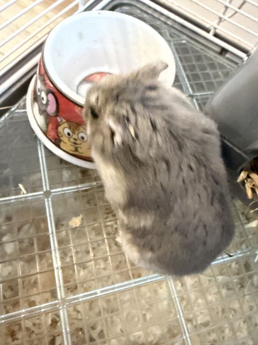 Donez hamster, fără cușcă