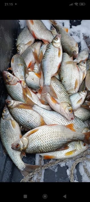 Рыба оптом без посредников