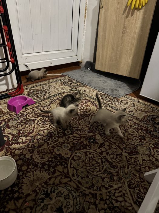 Отдам котят все мальчики