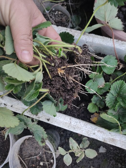 Земляника (Клубника) сорт Галя Чив