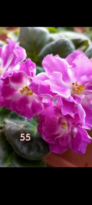 Продам фиалку...