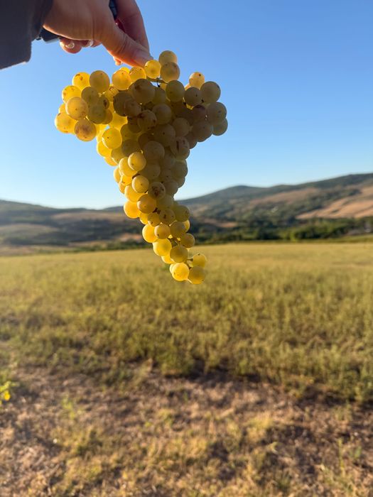 Vând struguri nobili Tamaioasa Romanesca