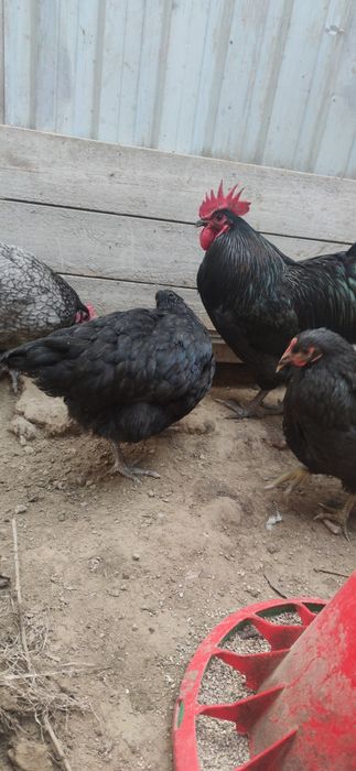 Австролорп курица и петух