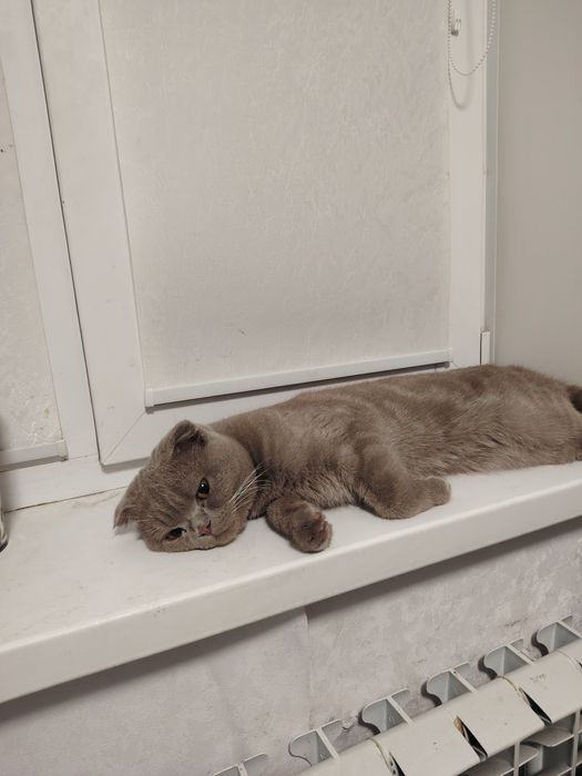 Вислоухий кот ищет подружку