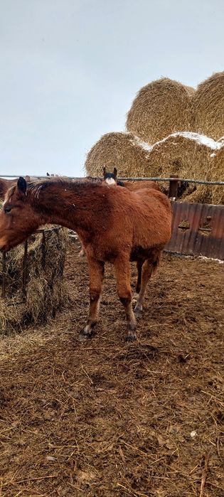 Продам тайчиков на соғым 600