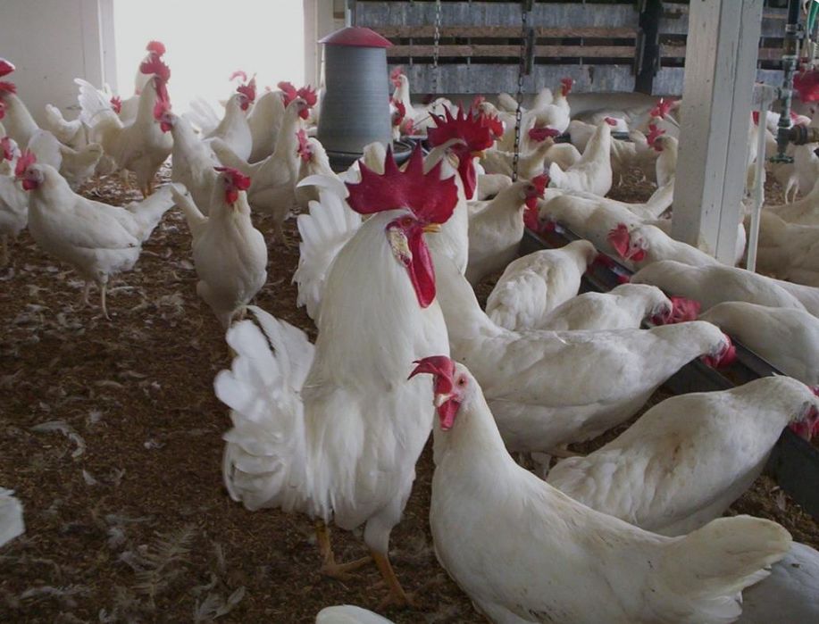 Леггорн белые несушки