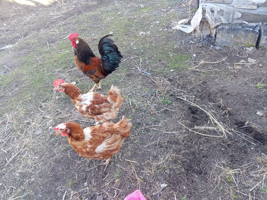 Тауықтар сатылады продаётся куры