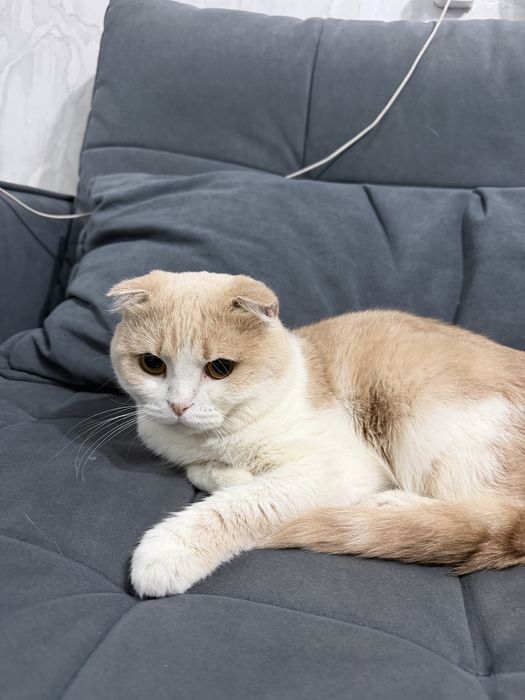 Скоттиш-фолд шотландский вислоухий кот на вязку