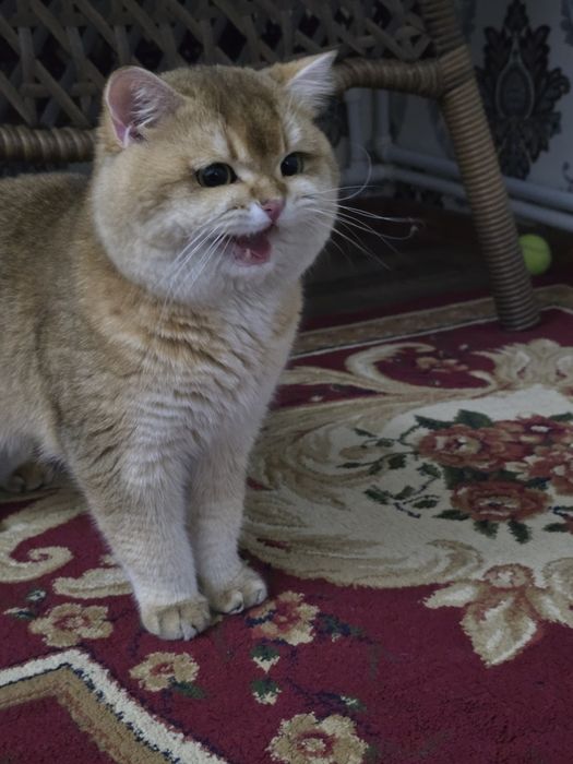 Вязка супер кот скоттиш страйт