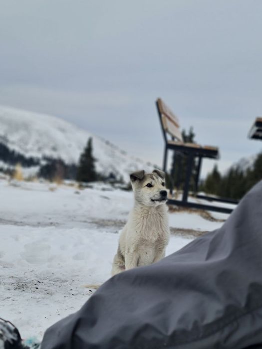 Щенок в добрые руки