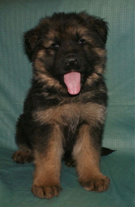 Продаются щенки нем авчарки