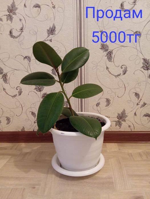 Продам фикус для офиса