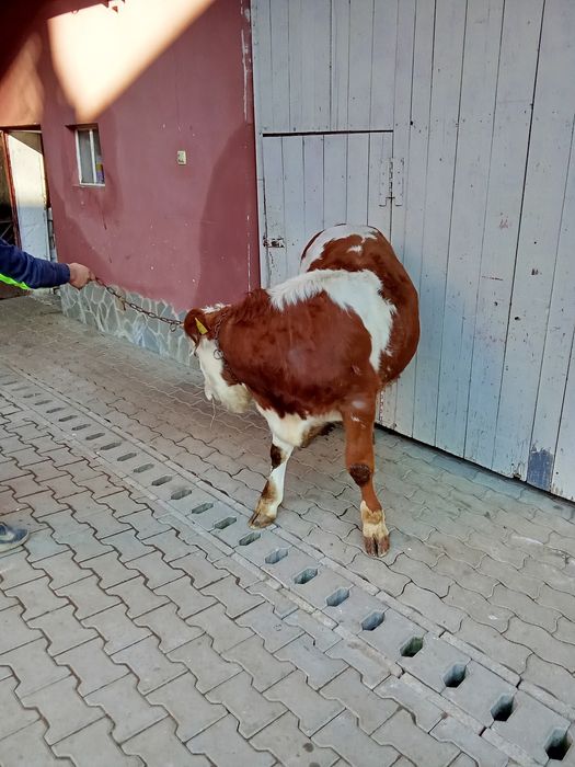 Vînd un tăuraș are 7 lui