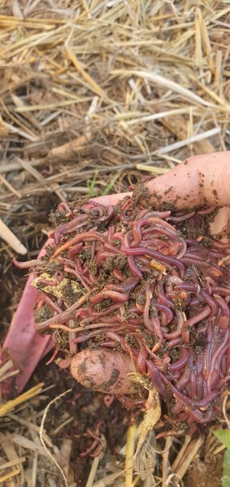 Kaliforniya qizil chuvalchangi.( Калифорния қизил чувалчанги)