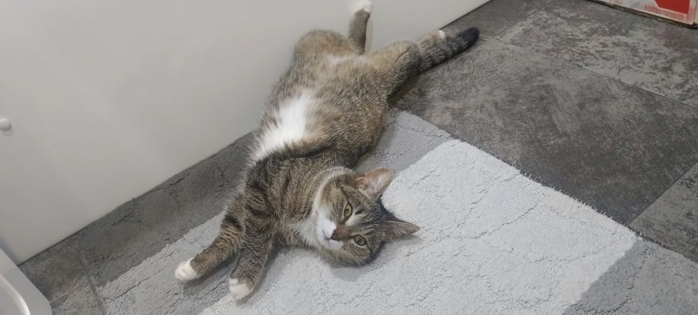 Отдам котенка Британка