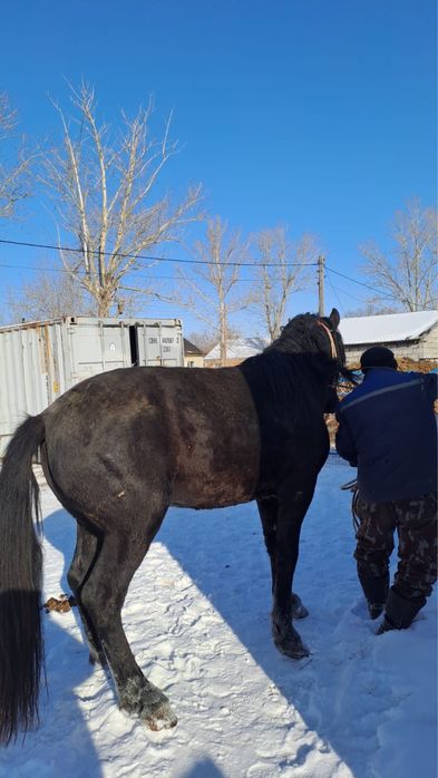 Продается жеребец