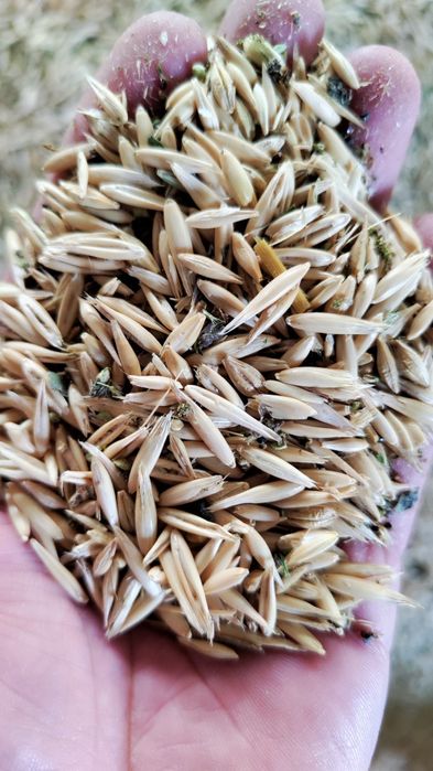 Продам овёс кормовой