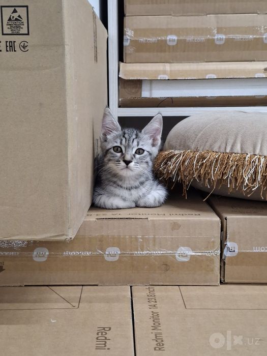 Котенок мальчик 2 месяца