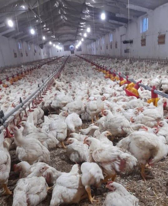 Pui alb de carne preț 20 RON
