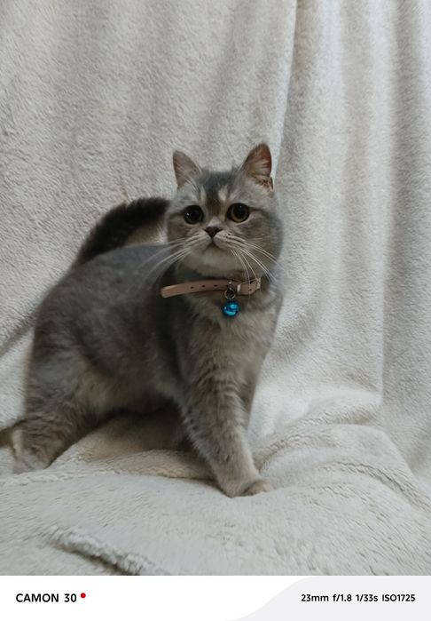 Britanskiy shinshilla