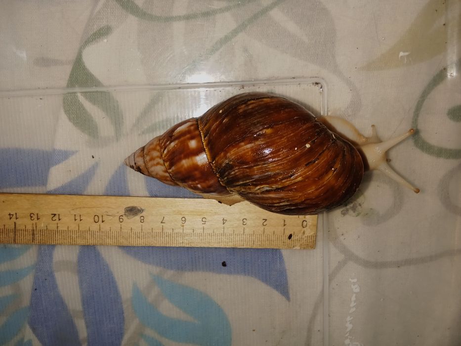 Обмен  улиток ахатин