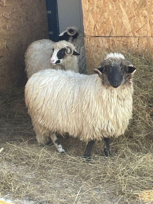 Berbec Turcana Breaza