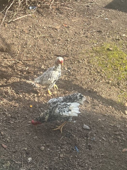 Продаеться пара Кушамо