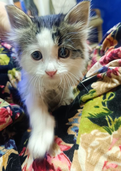 Подарявам женско котенце