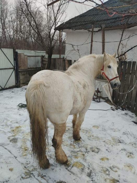 Cal castrat de vânzare 12 ai de vânzare