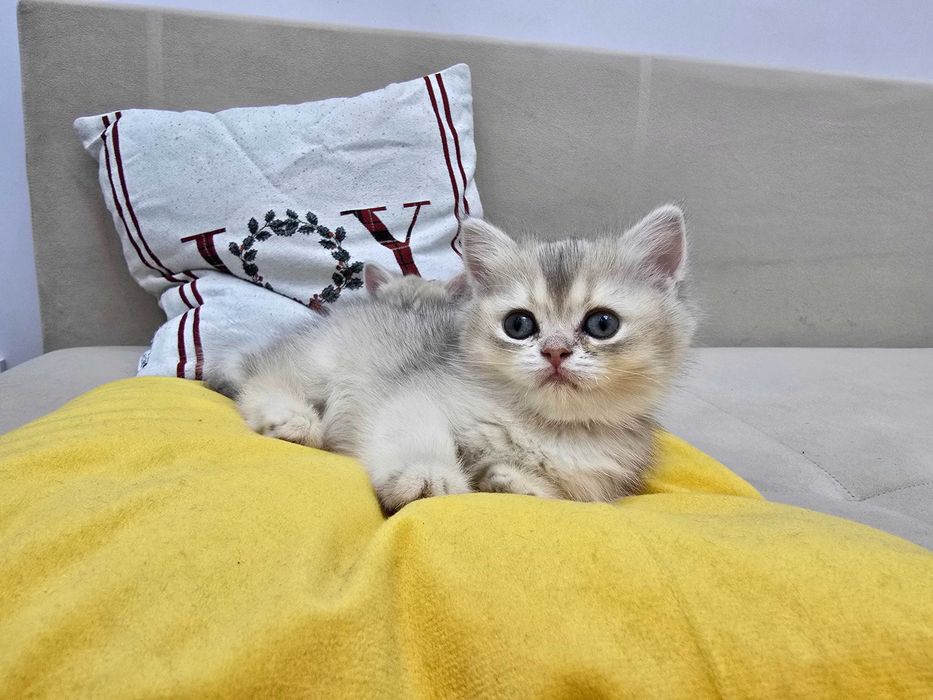 Золотые шиншиллы — 4 котёнка, готовы к переезду