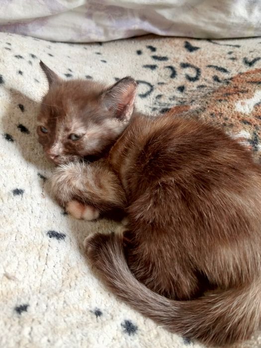 Отдам котят в добрые руки