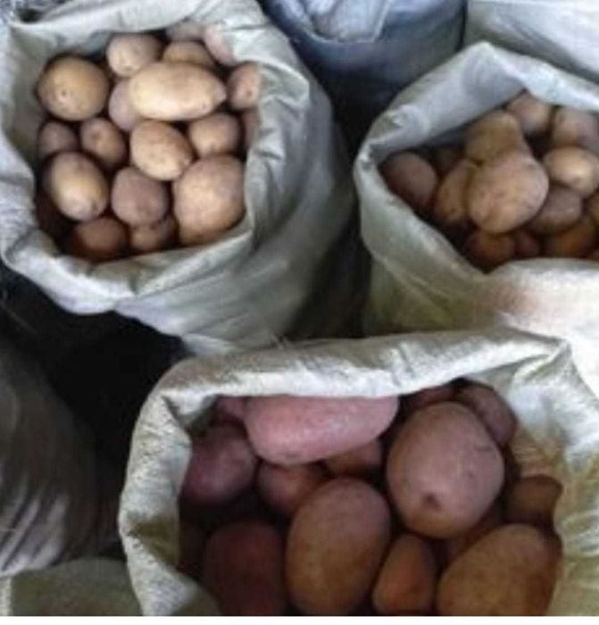 Продается домашний картофель