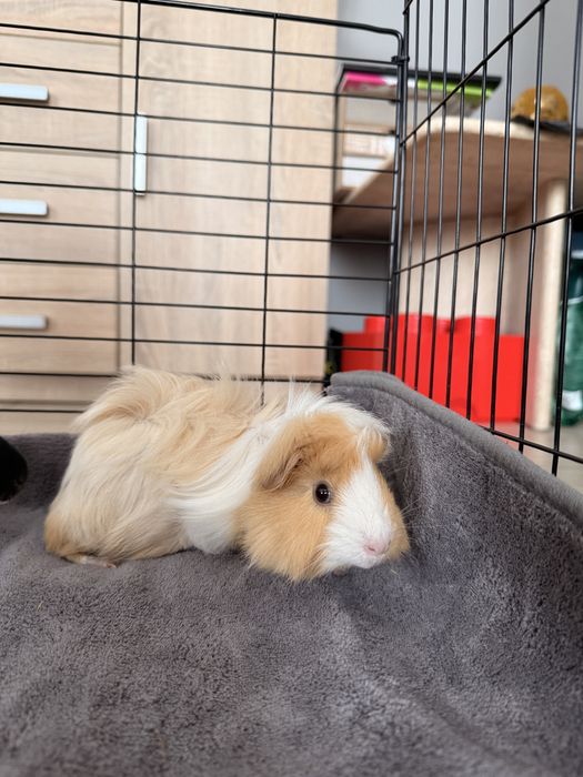 3 Porcușori de Guineea de Vânzare – Coronet, Texel și American