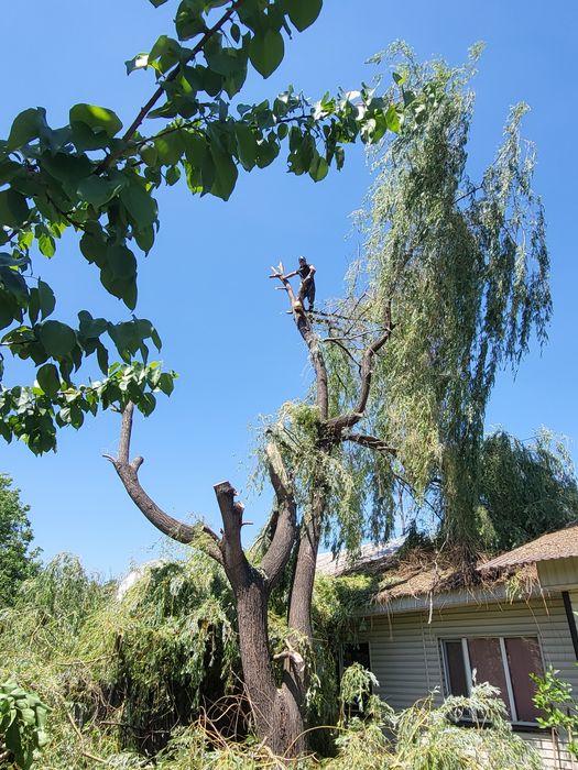 Спил деревьев обрезка плодовых деревьев