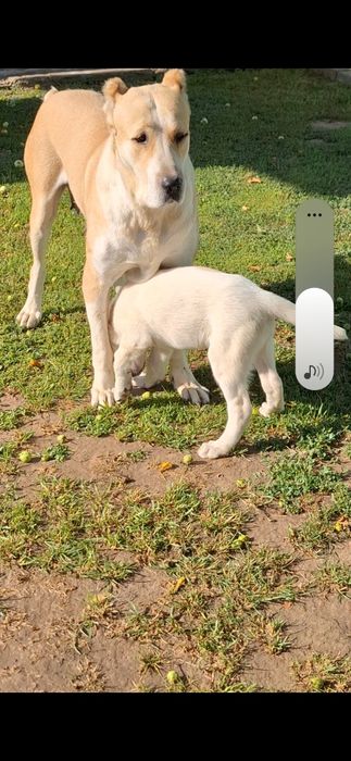 Продаже сука илитных кровей