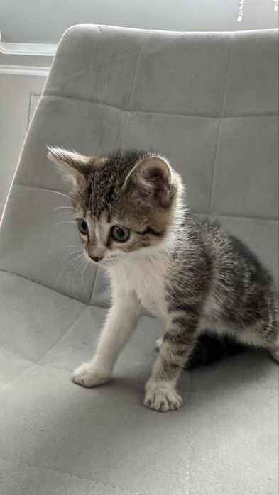 Отдам в добрые руки