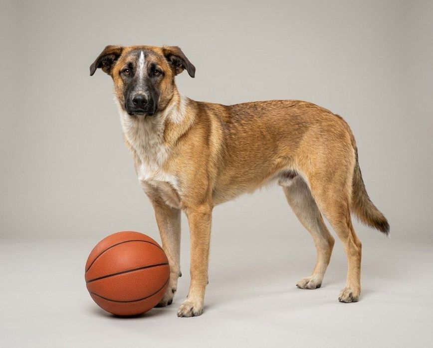 Подарите Бетховену любящую семью