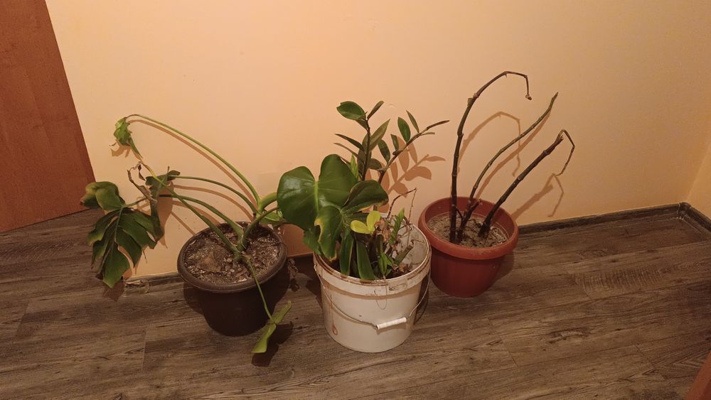 Денежное дерево, комнатные цветы