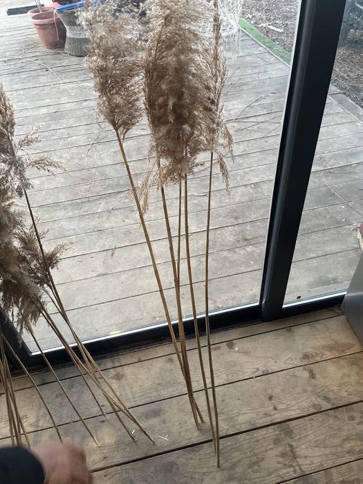 Чисто нов папрат броики над 100 броя