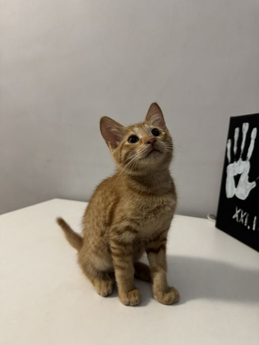 Котенок бесплатно